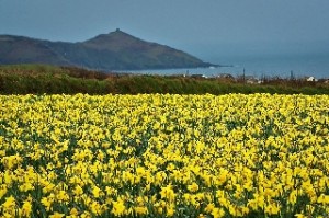 Cornwall Daffodils 100 flowers